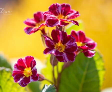 3299_9995_Primula_Don_Keefe_priimula_3.jpg