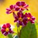 3299_9995_Primula_Don_Keefe_priimula_3.jpg
