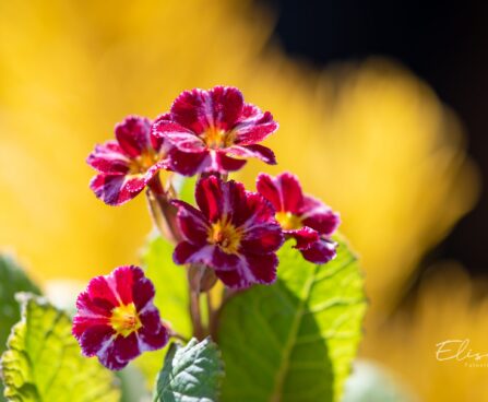 3299_9996_Primula_Don_Keefe_priimula.jpg