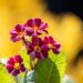 3299_9996_Primula_Don_Keefe_priimula.jpg