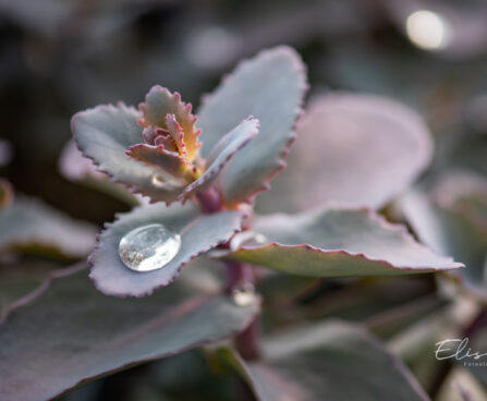 3300_10984_Sedum_Chocolate_Cherry_kukehari.jpg