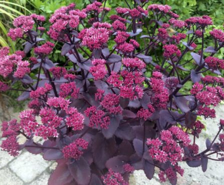 3300_9480_Sedum_Chocolate_Cherry-2-D.jpg