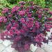 3300_9480_Sedum_Chocolate_Cherry-2-D.jpg