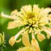 3308_10286_Echinacea_purpurea_Papallo_Semi_Double_Peach_purpur-siilküba_2.jpg