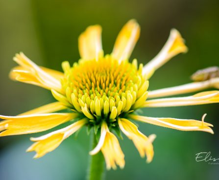 3308_10288_Echinacea_purpurea_Papallo_Semi_Double_Peach_purpur-siilkübar.jpg