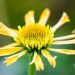 3308_10288_Echinacea_purpurea_Papallo_Semi_Double_Peach_purpur-siilkübar.jpg