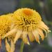 3308_9502_ECH_PapalloSemiDouble_Peach_441243.jpg