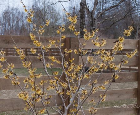 76_8055_Hamamelis_x_intermedia_Westerstede_.JPG