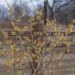 76_8055_Hamamelis_x_intermedia_Westerstede_.JPG