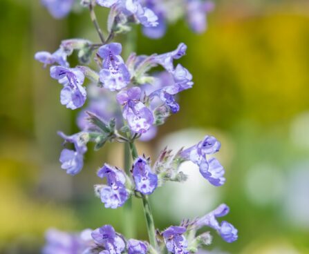 3312_10248_Nepeta_faassenii_Six_Hills_Giant_faaseni_naistenoges.jpg