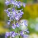 3312_10248_Nepeta_faassenii_Six_Hills_Giant_faaseni_naistenoges.jpg