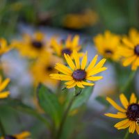 3313_10548_Rudbeckia_fulgida_Little_Goldstar_sarav_paevakubar.jpg