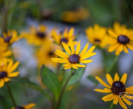 3313_10548_Rudbeckia_fulgida_Little_Goldstar_sarav_paevakubar.jpg