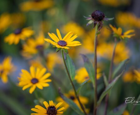 3313_10549_Rudbeckia_fulgida_Little_Goldstar_sarav_paevakubar_2.jpg