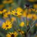 3313_10549_Rudbeckia_fulgida_Little_Goldstar_sarav_paevakubar_2.jpg