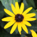 3313_10653_RUD_LittleGoldstar_474645_Rudbeckia_paevakubar.jpg