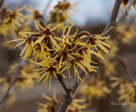 76_8058_Hamamelis_x_intermedia__3.JPG