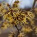 76_8058_Hamamelis_x_intermedia__3.JPG