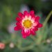 3316_10051_Argyranthemum_frutescens_Aramis_Apricot_hobekakar_3.jpg