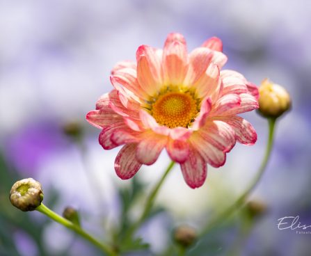 3316_9993_Argyranthemum_frutescens_Aramis_Apricot_hobekakar.jpg