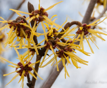 76_8059_Hamamelis_x_intermedia__5.JPG