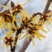 76_8059_Hamamelis_x_intermedia__5.JPG