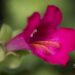 3330_10057_Lophospermum_x_hybridus_Lofos_Compact_Pink_hariloug_2.jpg