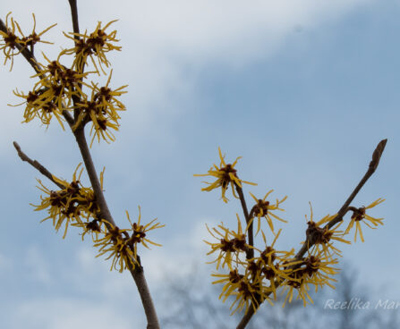 76_8060_Hamamelis_x_intermedia_.jpg