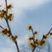 76_8060_Hamamelis_x_intermedia_.jpg