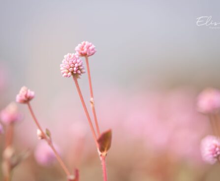 3338_10019_Persicaria_capitata_Caramel_Candy_kera-kirburohi_2.jpg