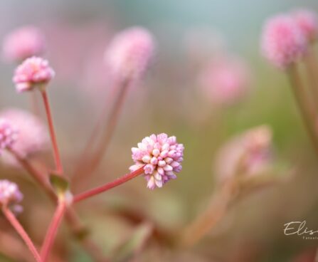 3338_10020_Persicaria_capitata_Caramel_Candy_kera-kirburohi.jpg