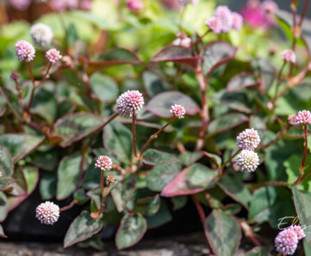 3338_11036_Persicaria_capitata_Caramel_Candy_kirburohi.jpg