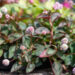 3338_11036_Persicaria_capitata_Caramel_Candy_kirburohi.jpg