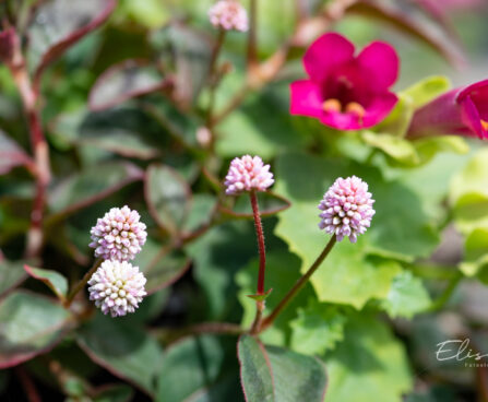 3338_11037_Persicaria_capitata_Caramel_Candy_kirburohi_2.jpg