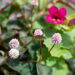 3338_11037_Persicaria_capitata_Caramel_Candy_kirburohi_2.jpg