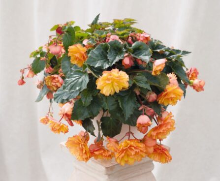 3343_11204_6122290-1_BEGONIA_ILLUMINATION_GOLDEN_PICOTEE_begoonia.jpg