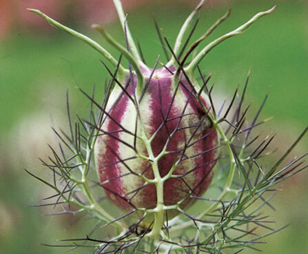 Nigella damascena `Miss Jeckyll Mix` Türgi mustköömen Volm.