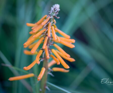 3377_10554_Kniphofia_Mango_Popsicle_torvikliilia.jpg