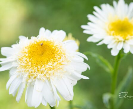 3379_10318_Leucanthemum_maximum_Real_Glory_suur_harjasilm_2.jpg