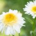 3379_10318_Leucanthemum_maximum_Real_Glory_suur_harjasilm_2.jpg