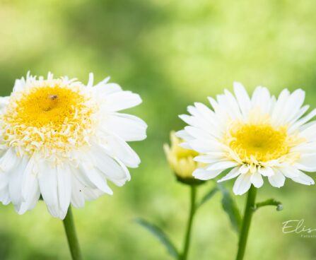 3379_10319_Leucanthemum_maximum_Real_Glory_suur_harjasilm.jpg