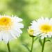 3379_10319_Leucanthemum_maximum_Real_Glory_suur_harjasilm.jpg