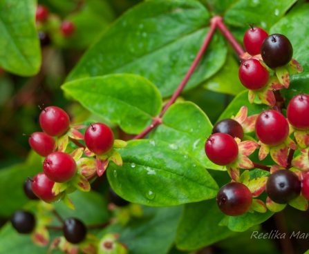 78_7943_Hypericum_Hidcote_.JPG