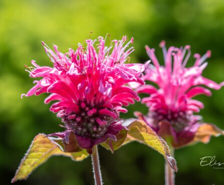 3383_10422_Monarda_didyma_Lace_Pink_Lace_aed-monarda.jpg