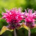 3383_10422_Monarda_didyma_Lace_Pink_Lace_aed-monarda.jpg
