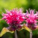 3383_10422_Monarda_didyma_Lace_Pink_Lace_aed-monarda.jpg