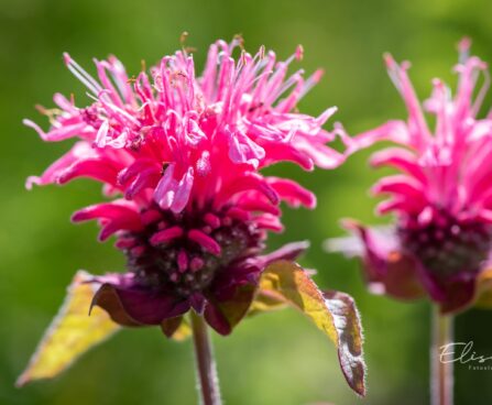 3383_10423_Monarda_didyma_Lace_Pink_Lace_aed-monarda_2.jpg