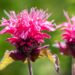 3383_10423_Monarda_didyma_Lace_Pink_Lace_aed-monarda_2.jpg