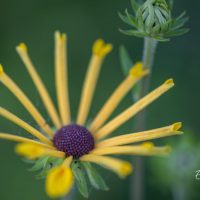 3387_10545_Rudbeckia_subtomentosa_Henry_Eilers_viltjas_paevakubar_2.jpg