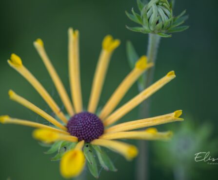 3387_10545_Rudbeckia_subtomentosa_Henry_Eilers_viltjas_paevakubar_2.jpg